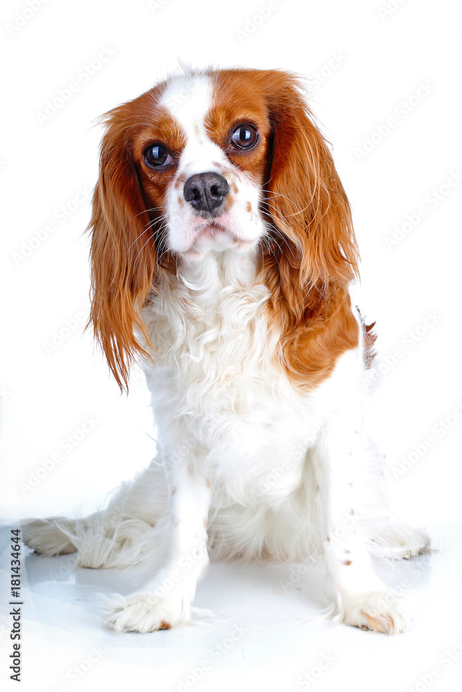 Beautiful friendly cavalier king charles spaniel dog. Purebred canine trained dog puppy. Blenheim spaniel dog puppy. Cute dog.