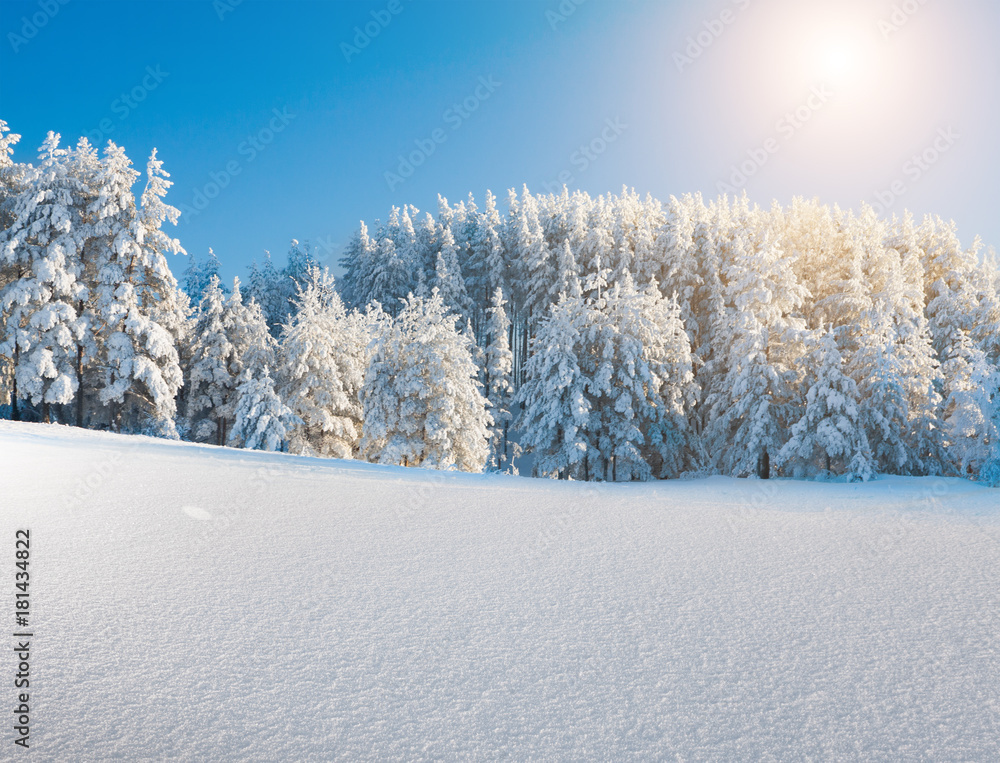 Obraz premium Winter park