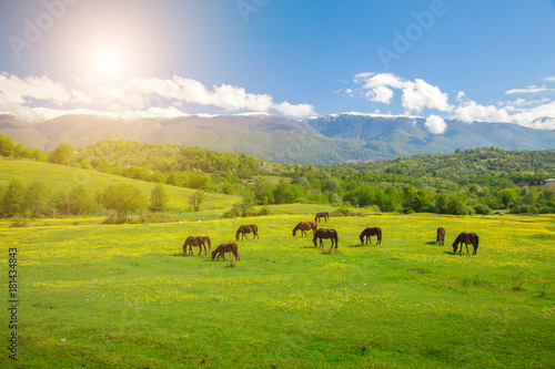 horses on green meadow