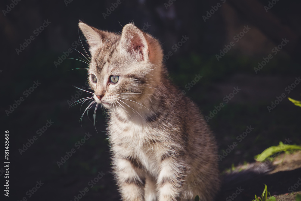 Cute Grey Kitten Retro