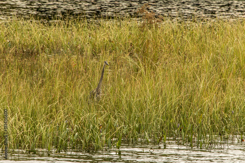 Grey Heron hunting fish flooded area in Ontario Canada lake of algonquin national park on the background photo
