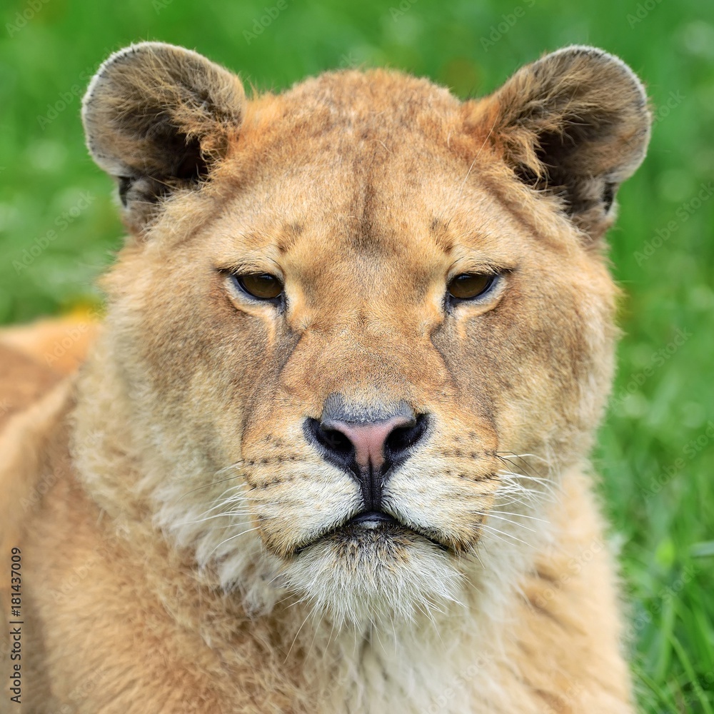 Naklejka premium Lion in green grass