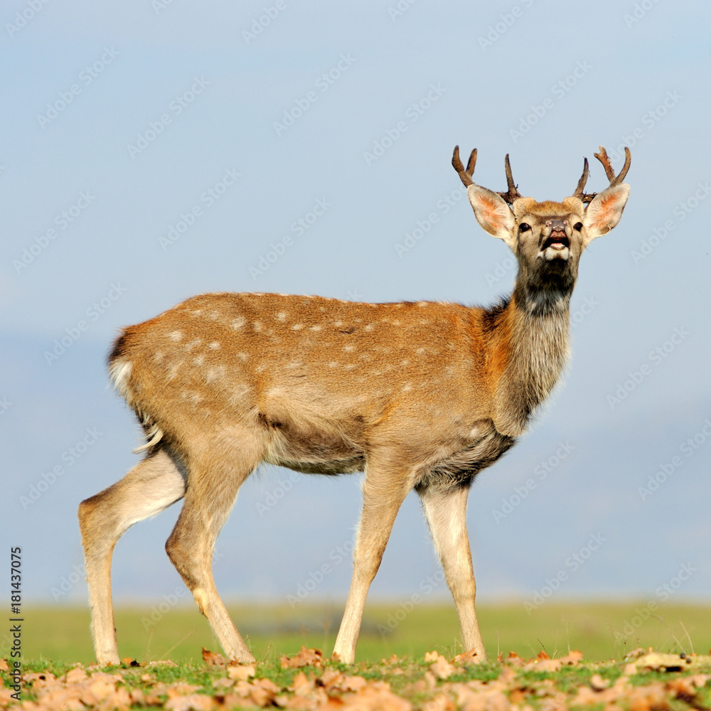 Deer in autumn field Deer in autumn field