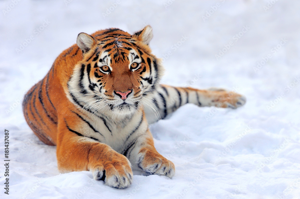 Fototapeta premium Tygrys