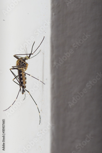 Mosquito