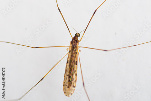 Crane Fly
