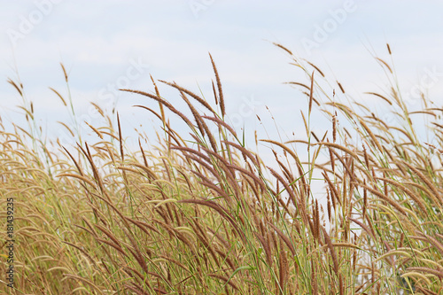 Field of grass blind and blown in the field. Sunbeam and vintage style. Use for background and textured.