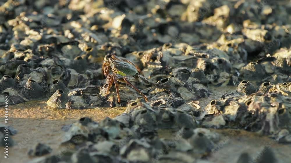 Crab crawling on a rock near sea and searching for food. the Crab sending food into its mouth using claws. Phuket island, Thailand. Crab crawling on a rock near sea and searching for food. the Crab sending food into its mouth using claws. Phuket island, Thailand.