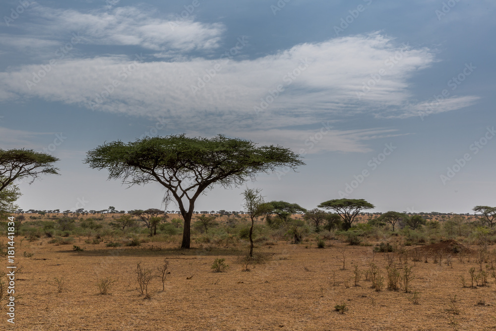 Wolken über der Serengeti - Tansania Wolken über der Serengeti - Tansania