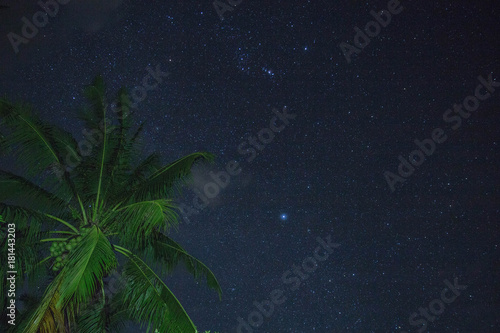 night sky view with palm tree on foreground in El Nido, Philippines