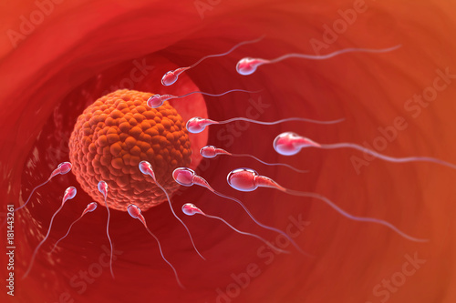 Fotografi Spermatozoa, Egg, Ovule, natural fertilization