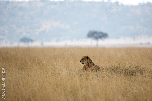 Löwe - Panthera leo © EinBlick