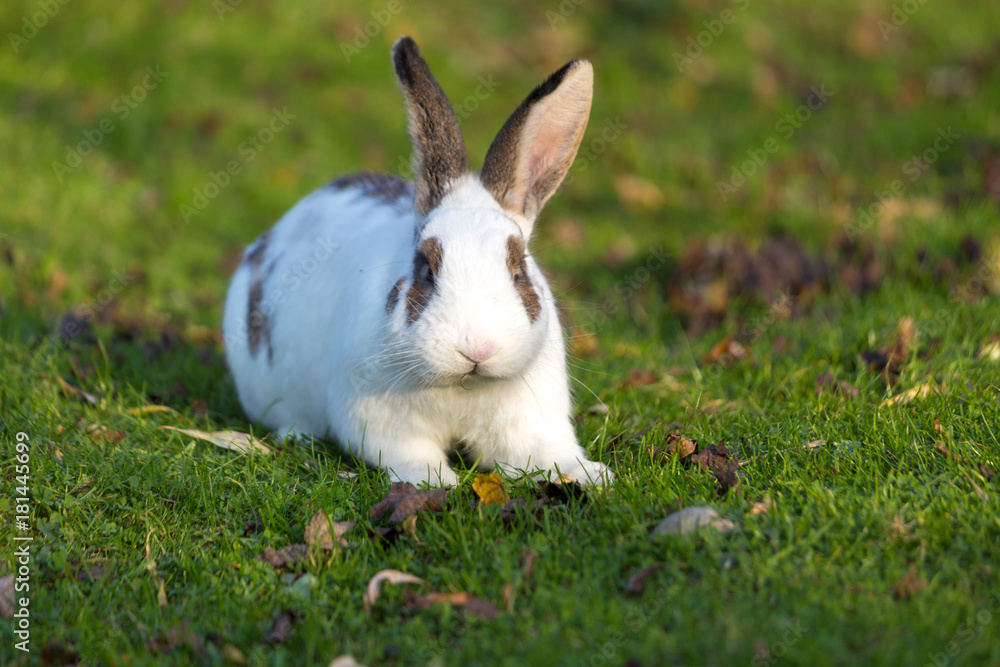 Cute rabbit grazing on the grass in the garden. Cute rabbit grazing on the grass in the garden.