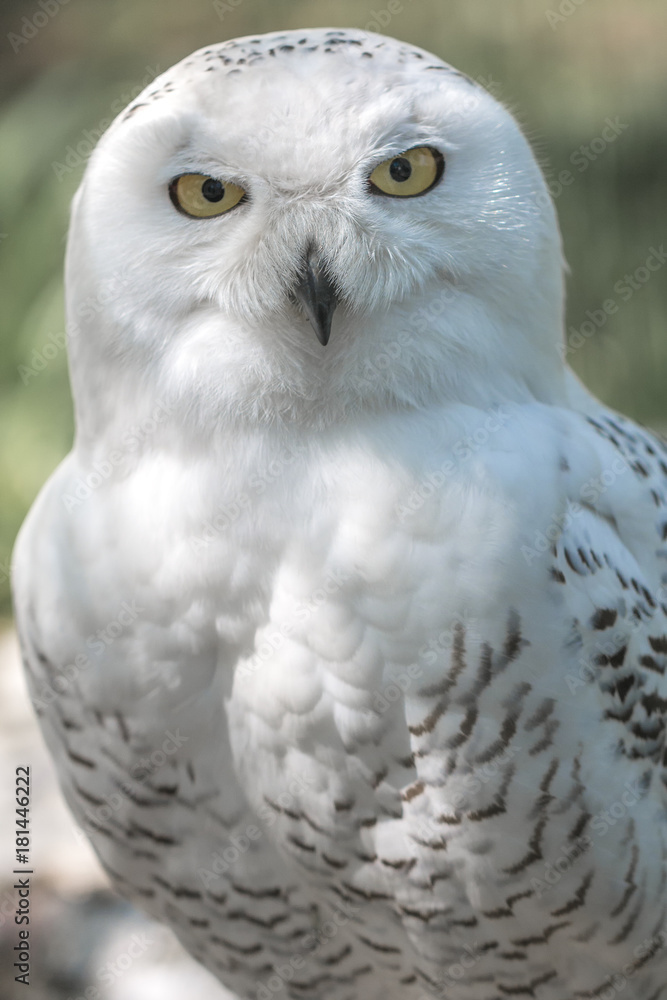 The snowy owl, Bubo scandiacus. The snowy owl, Bubo scandiacus.