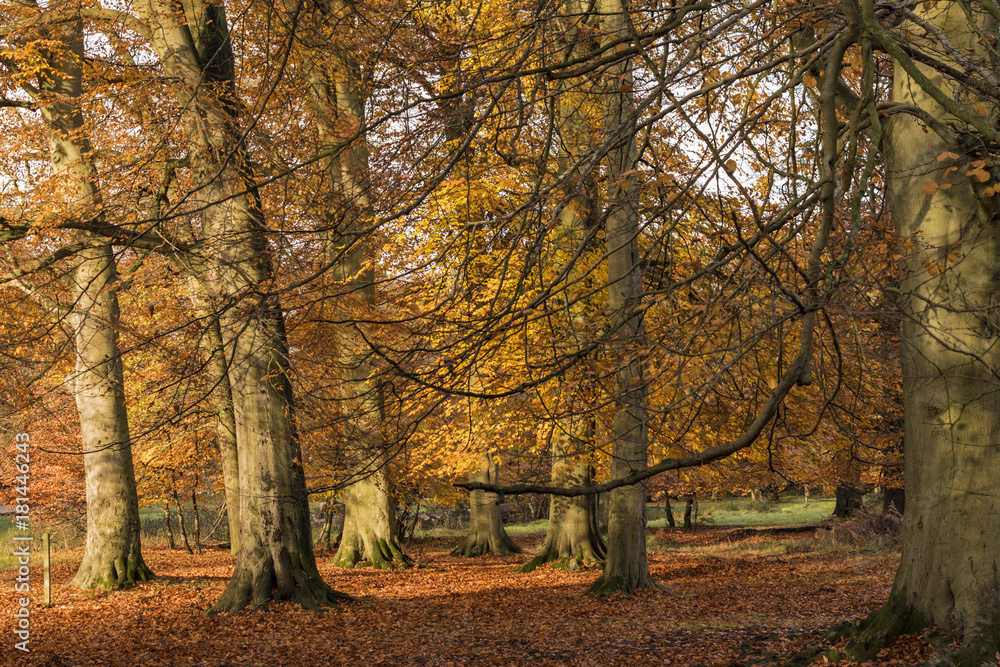 Obraz premium Ashridge Woods in Autumn