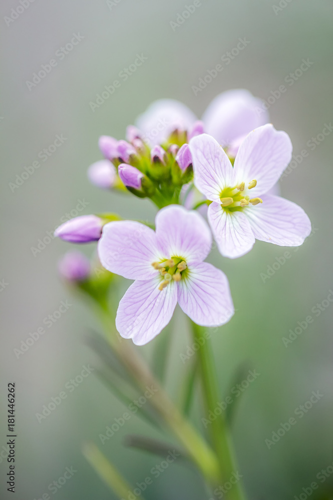 Cardamine pratensis, lady's smock flowering plant. Cardamine pratensis, lady's smock flowering plant.