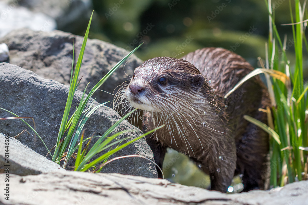 The Asian small-clawed otter, Aonyx cinerea. The Asian small-clawed otter, Aonyx cinerea.