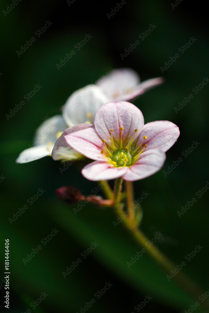 Saxifraga, the stone breaker flower on a dark background. Saxifraga, the stone breaker flower on a dark background.