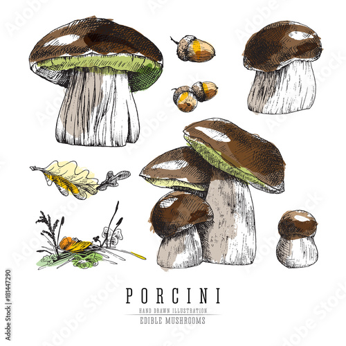 Cep and porcini mushrooms vector color sketch illustration set with forest plants elements: moss, grass, oak leaf. Edible mushroom, all elements isolated on white background.