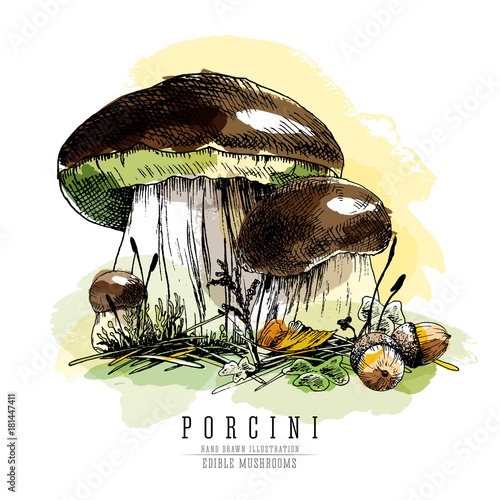 Cep mushroom vector color sketch illustration, porcini boletus with forest accessories: moss, grass, acorns.  Edible mushroom isolated on white background. Watercolor imitation.