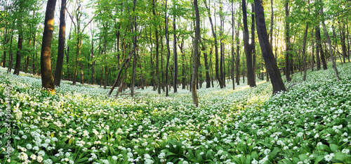 spring forest with blooming white flowers. Wild garlic © TTstudio