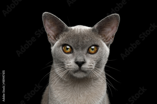 Portrait of Adorable Blue Burmese Cat with unusual eyes isolated on black background, front view