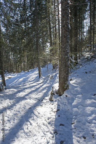 Verschneiter Waldweg im Jura, Neuenburg, Schweiz © tauav