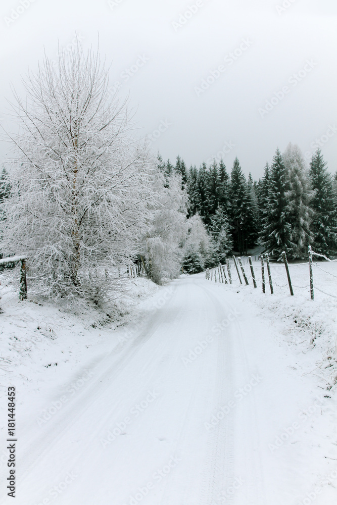Naklejka premium Snowy road, tree and spruce tree forest covered by fresh snow during Winter Christmas time. This winter scene is almost duotone due to contrast between frosty trees, snow and sky.