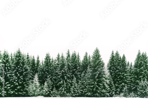 Spruce tree forest covered by fresh snow during Winter Christmas time. The winter scene is almost duotone due to the contrast between the frosty spruce trees, white snow foreground and white sky.