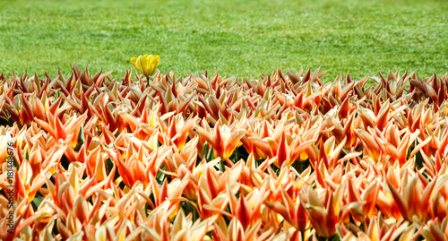 Orange, yellow and red spring tulips flourishing with one single white yellow tulip variant amongst the flowers.