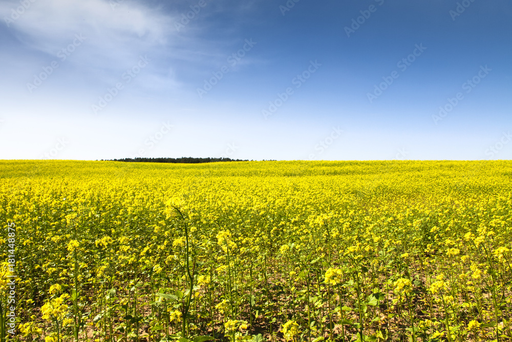 Rapeseed field with blossoming yellow canola flowers (genus Brassica) during a sunny summer day with blue sky landscape photography. Rapeseed field with blossoming yellow canola flowers (genus Brassica) during a sunny summer day with blue sky landscape photography.