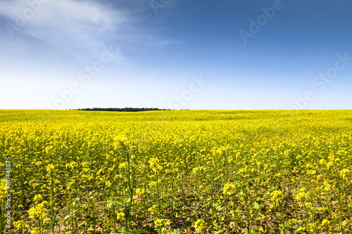 Rapeseed field with blossoming yellow canola flowers (genus Brassica) during a sunny summer day with blue sky landscape photography.
