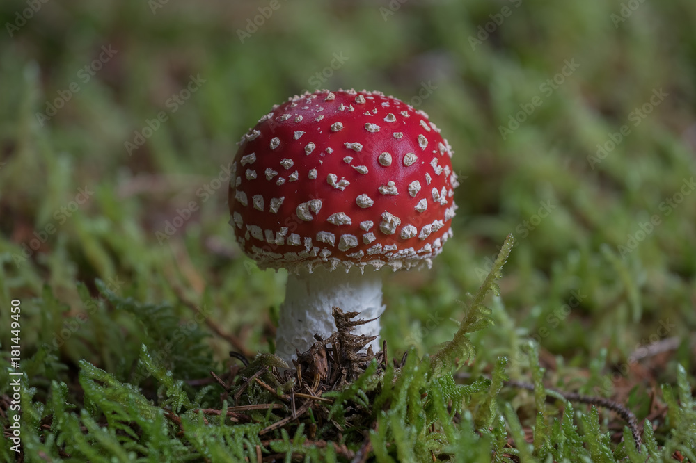 Fliegenpilz auf bemoostem Waldboden Fliegenpilz auf bemoostem Waldboden