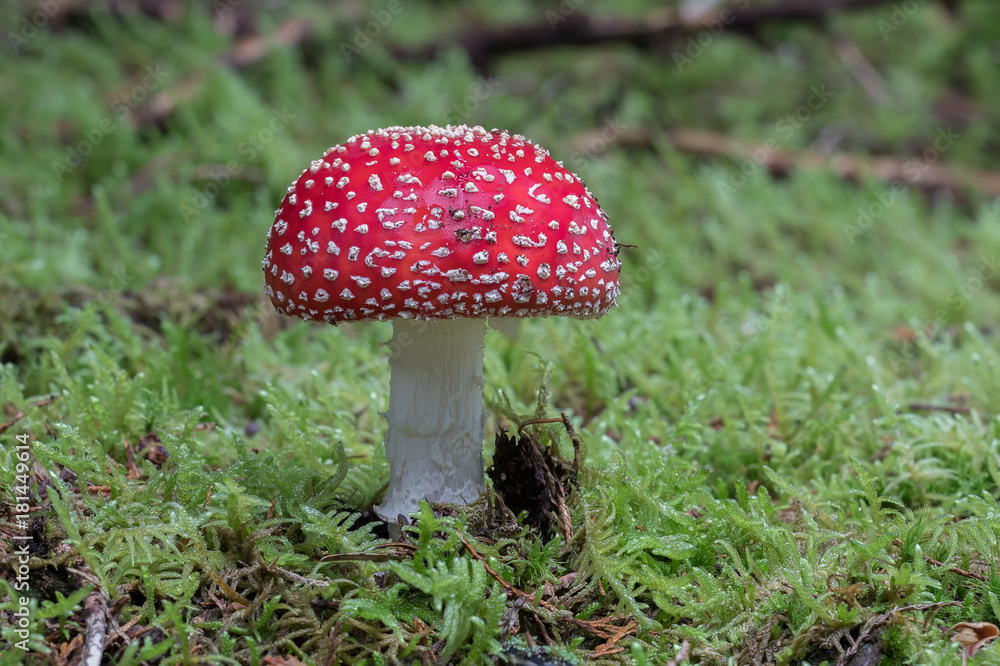 Fliegenpilz auf bemoostem Waldboden Fliegenpilz auf bemoostem Waldboden