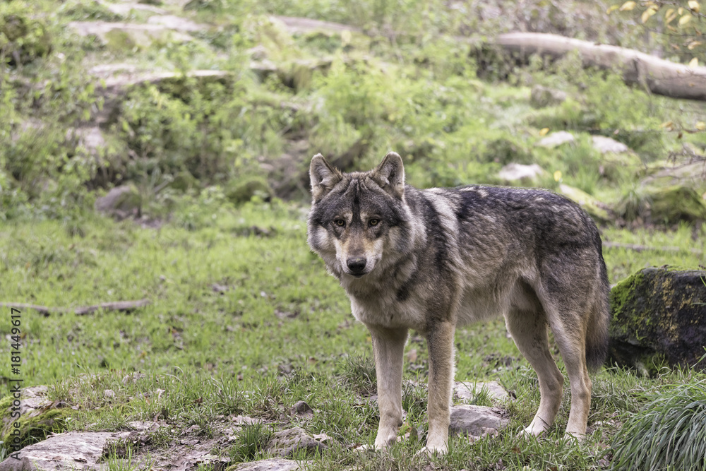 Eurasian wolf - Gray wolf (Canis lupus lupus) in the wild, Sainte-Croix, France