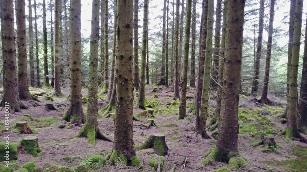 Flying through the forest in the scottish highlands Flying through the forest in the scottish highlands