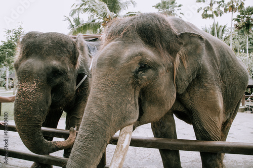 Big elephant animal close up in zoo