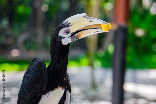 Big black white bird with yellow beak. Toucan, Ramphastidae