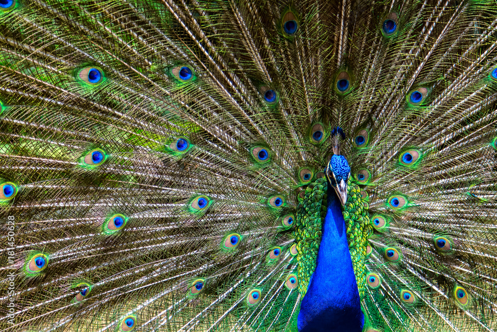 Obraz premium Male peacock bird. Open feathers tail. Pavo Cristatus