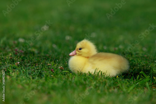 little yellow duckling © deviddo