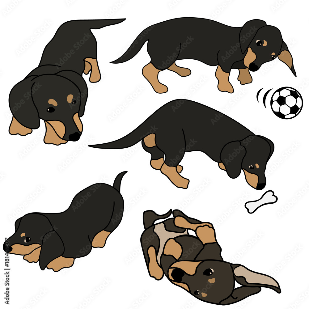 Dachshund dog breed set. Vector image in minimal style. Animal badge art, cute cartoon style, hand drawn image. German badger-dog. Small hunter dog sign in flat style. Pet design for print. 