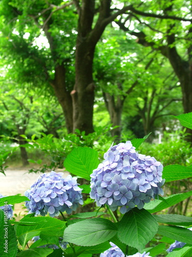 アジサイ咲く公園