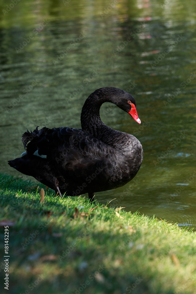 Fototapeta premium beautiful black swan