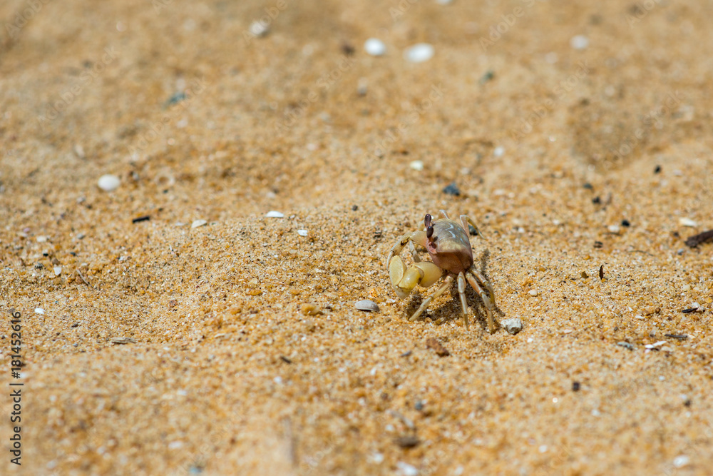 crab crab