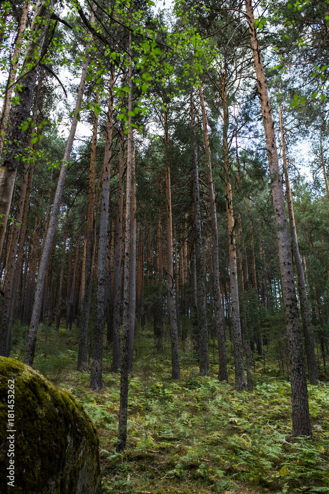 Pine tree forest Pine tree forest