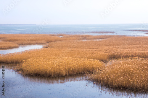 yellow grass in big lake without horizon