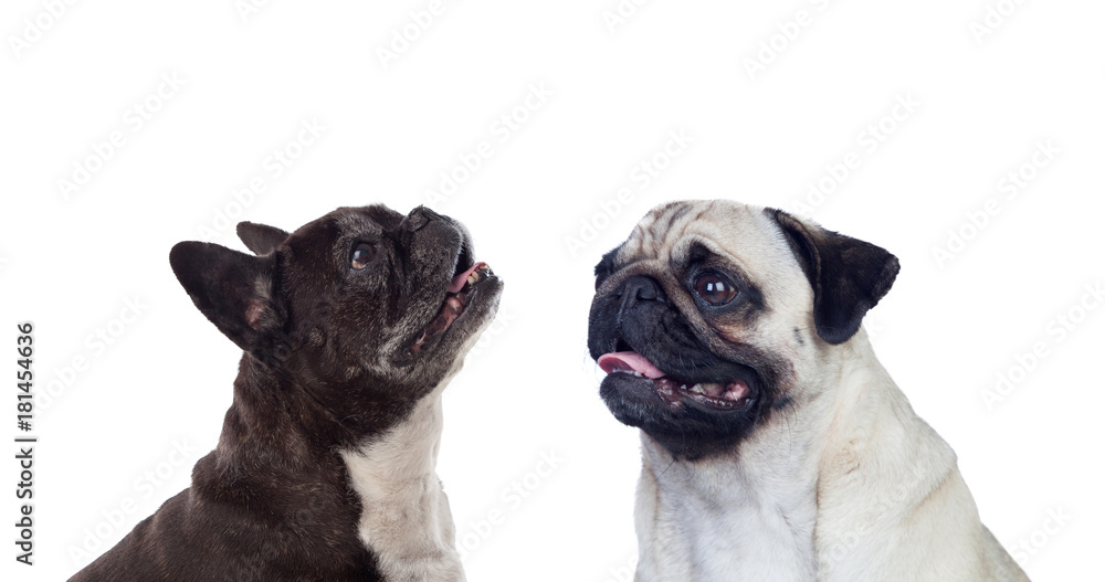 Portrait in Studio of cute bulldogs Portrait in Studio of cute bulldogs