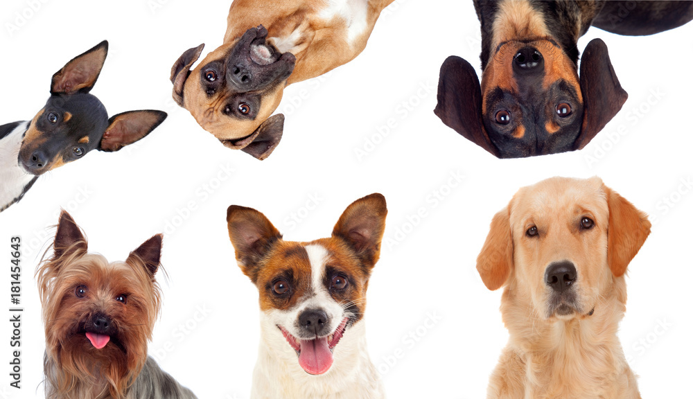 Differents dogs looking at camera Differents dogs looking at camera