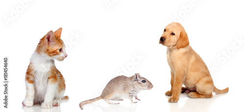 Three different pets