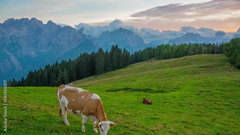 Herd of cows grazing in the high meadows of the Julian Alps, Slovenia Herd of cows grazing in the high meadows of the Julian Alps, Slovenia